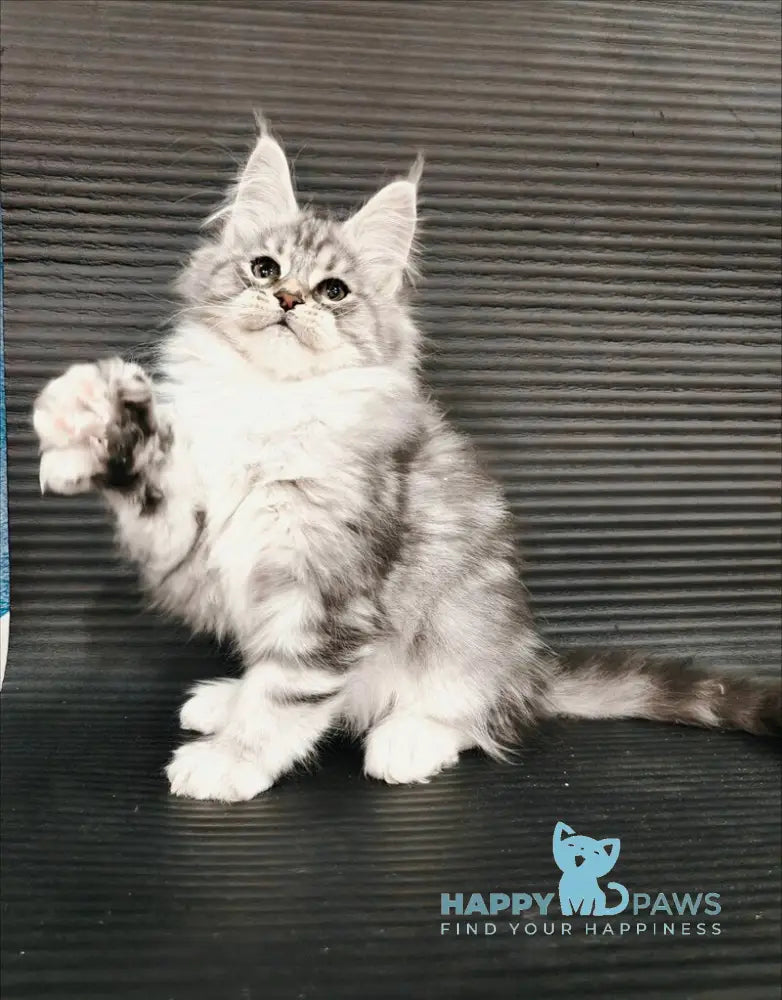 Klaus Maine Coon male black silver tabby with white live animals