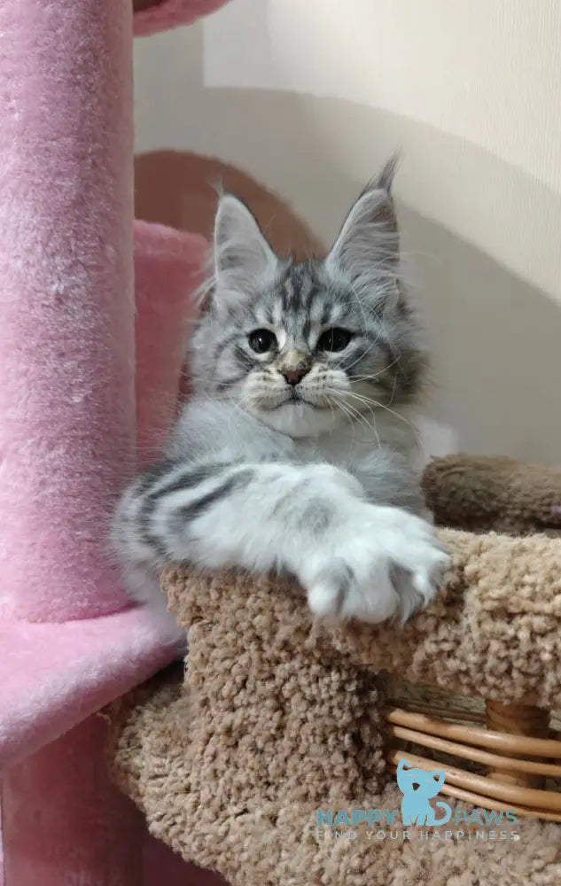 Klaus Maine Coon male black silver tabby with white live animals