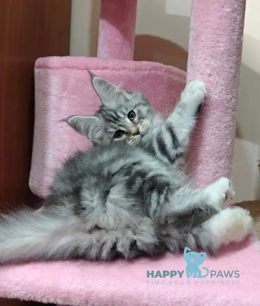 Klaus Maine Coon male black silver tabby with white live animals