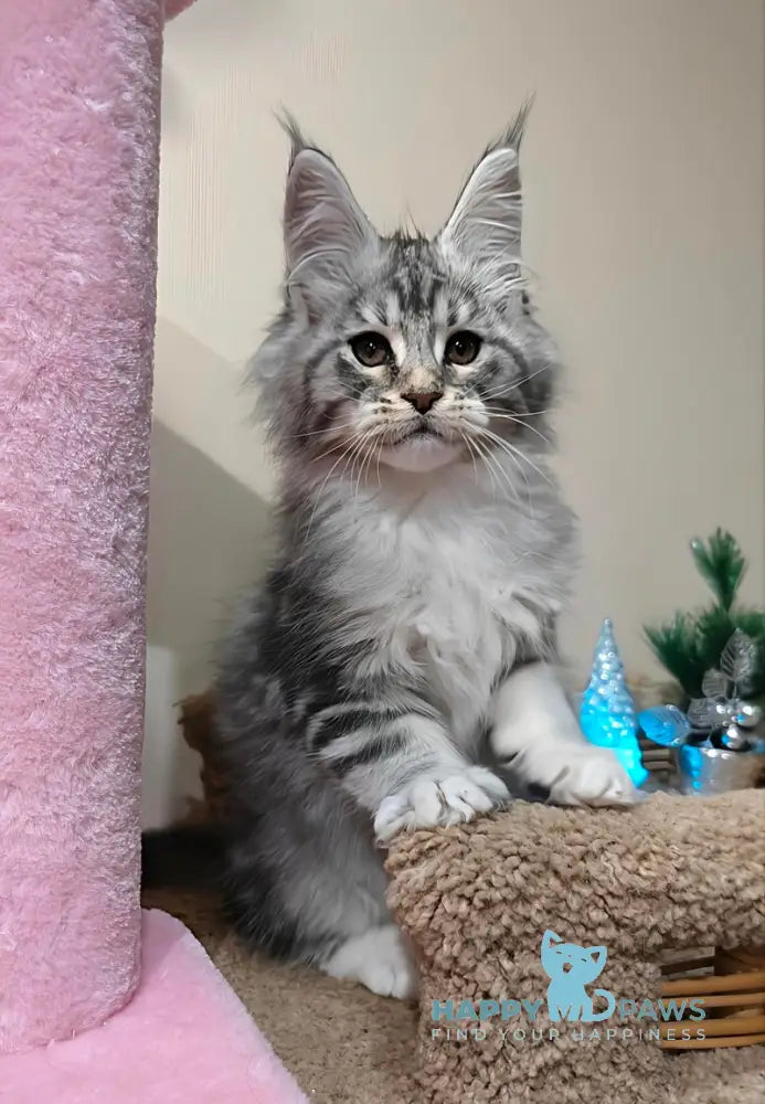 Klaus Maine Coon male black silver tabby with white live animals