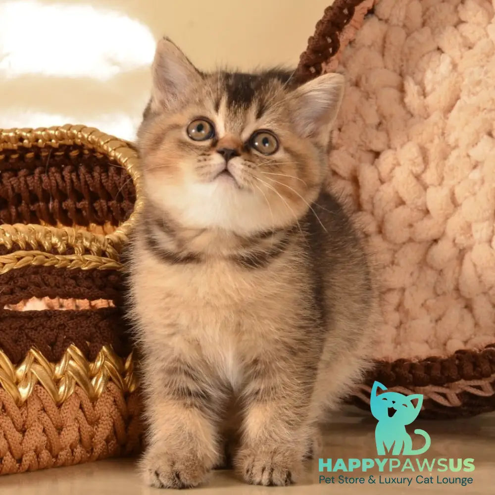 Klaus Scottish Straight female black ticked tabby - live animals