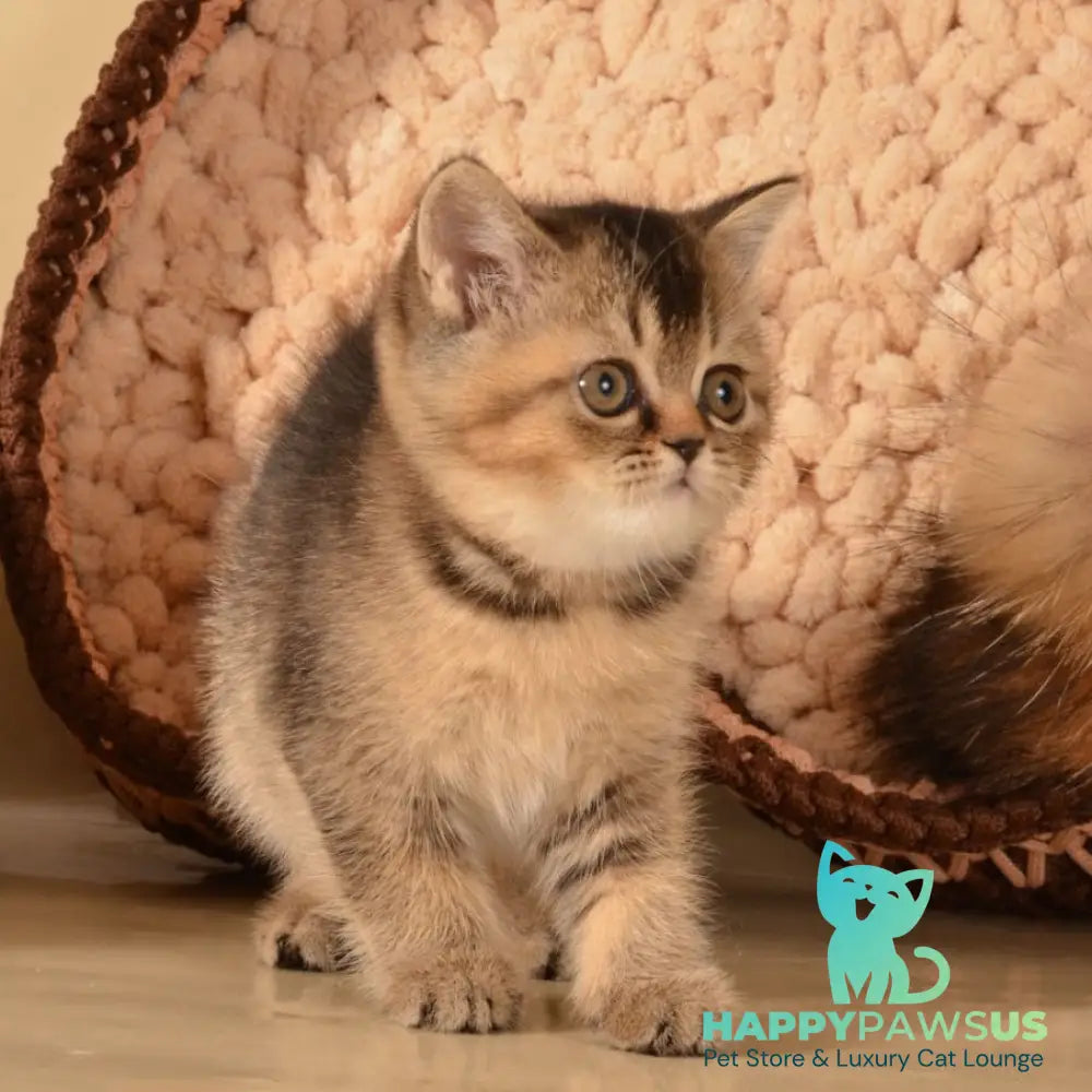 Klaus Scottish Straight female black ticked tabby - live animals