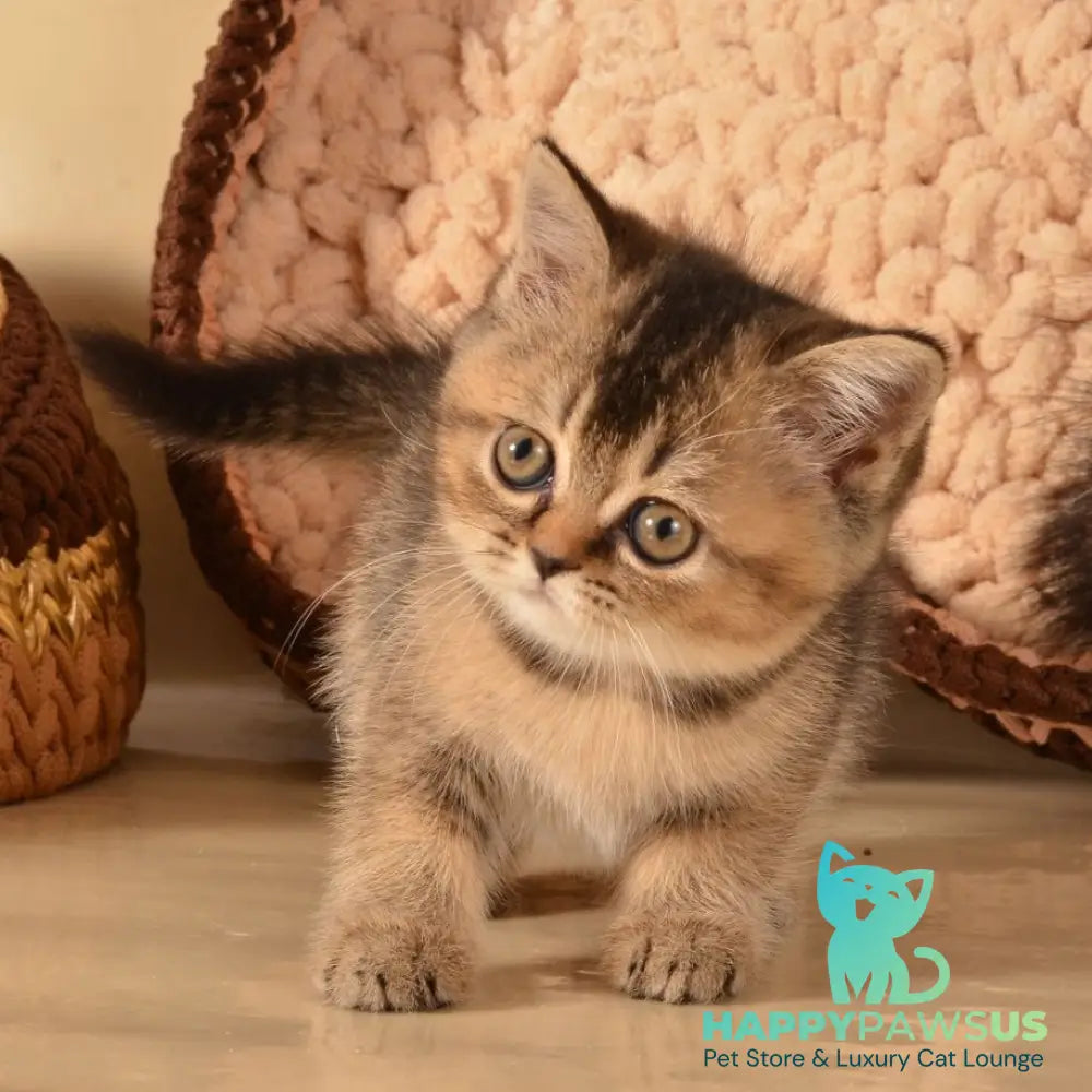 Klaus Scottish Straight female black ticked tabby - live animals