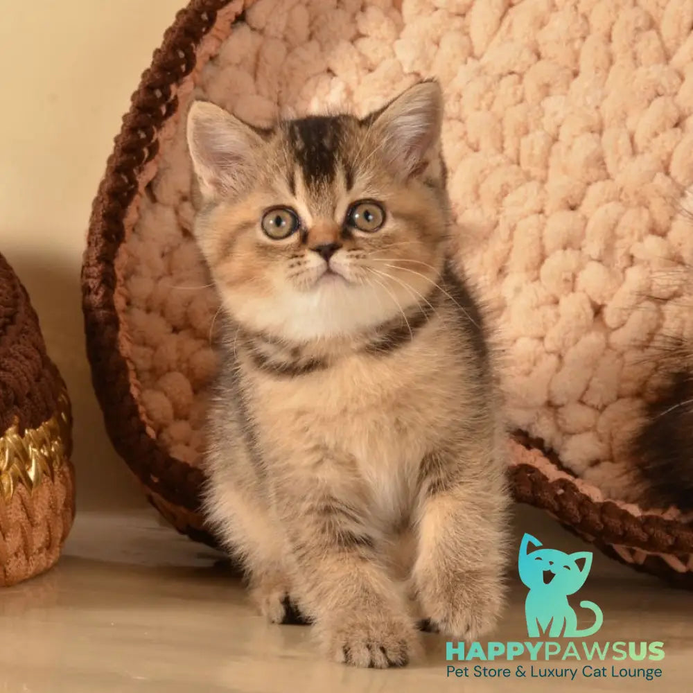 Klaus Scottish Straight female black ticked tabby - live animals