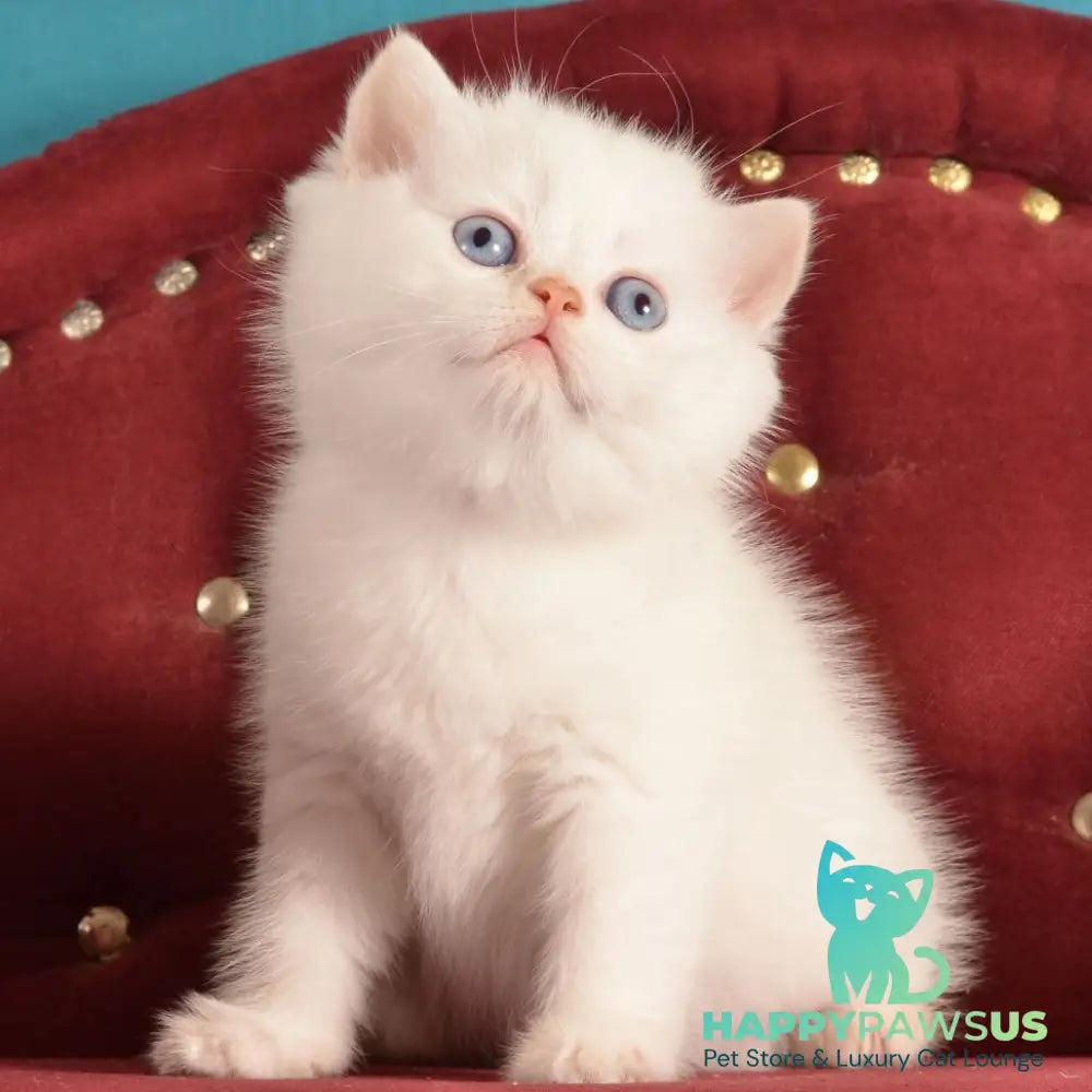 Klaus Scottish Straight male red golden shaded pointed - live animals