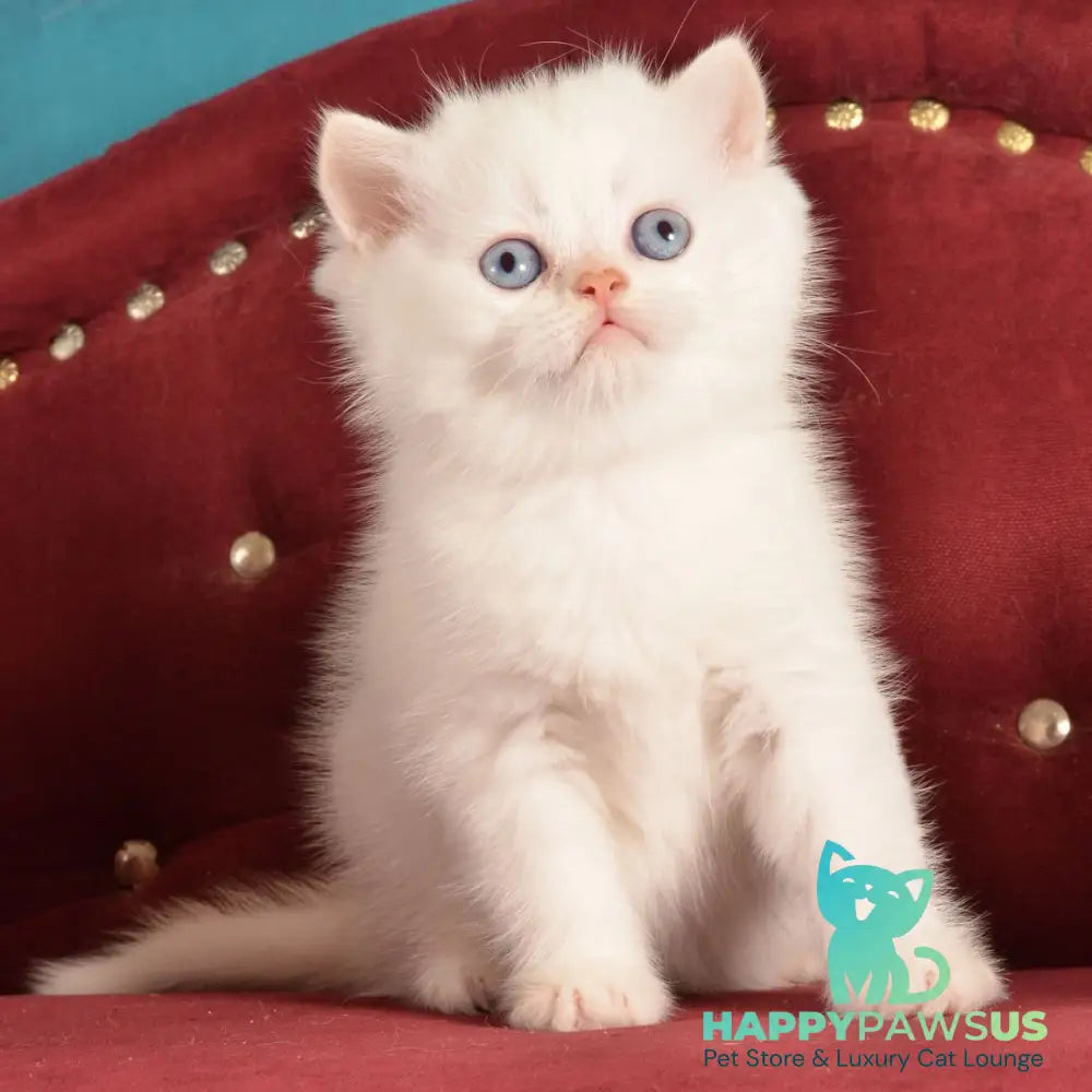 Klaus Scottish Straight male red golden shaded pointed - live animals