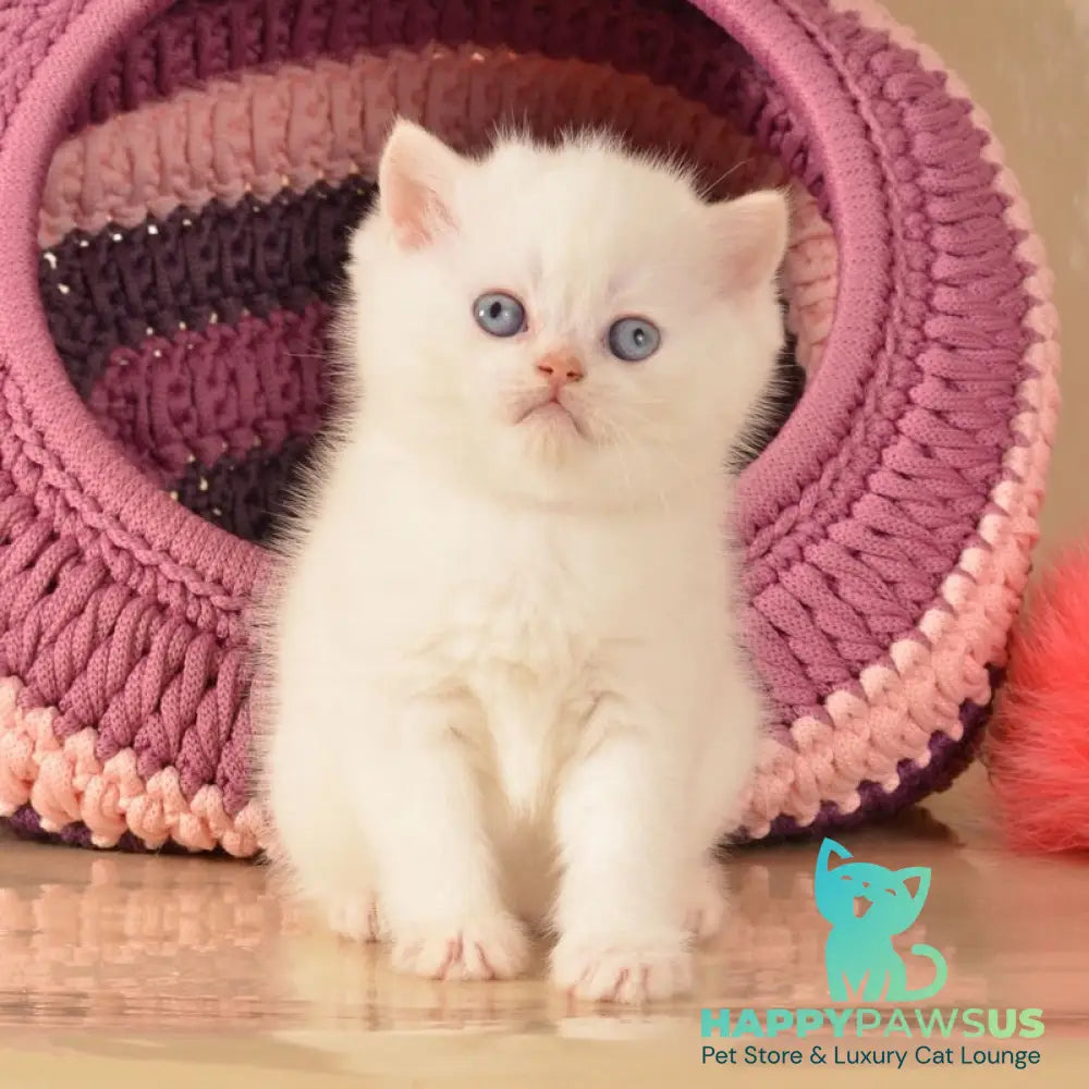 Klaus Scottish Straight male red golden shaded pointed - live animals