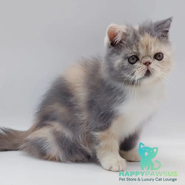 Klava Exotic female blue tortie bicolour - live animals