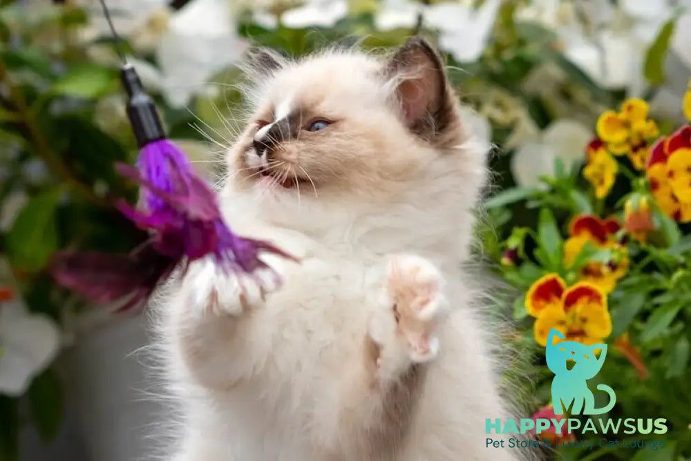 Klava Koka Ragdoll female seal mitted - live animals