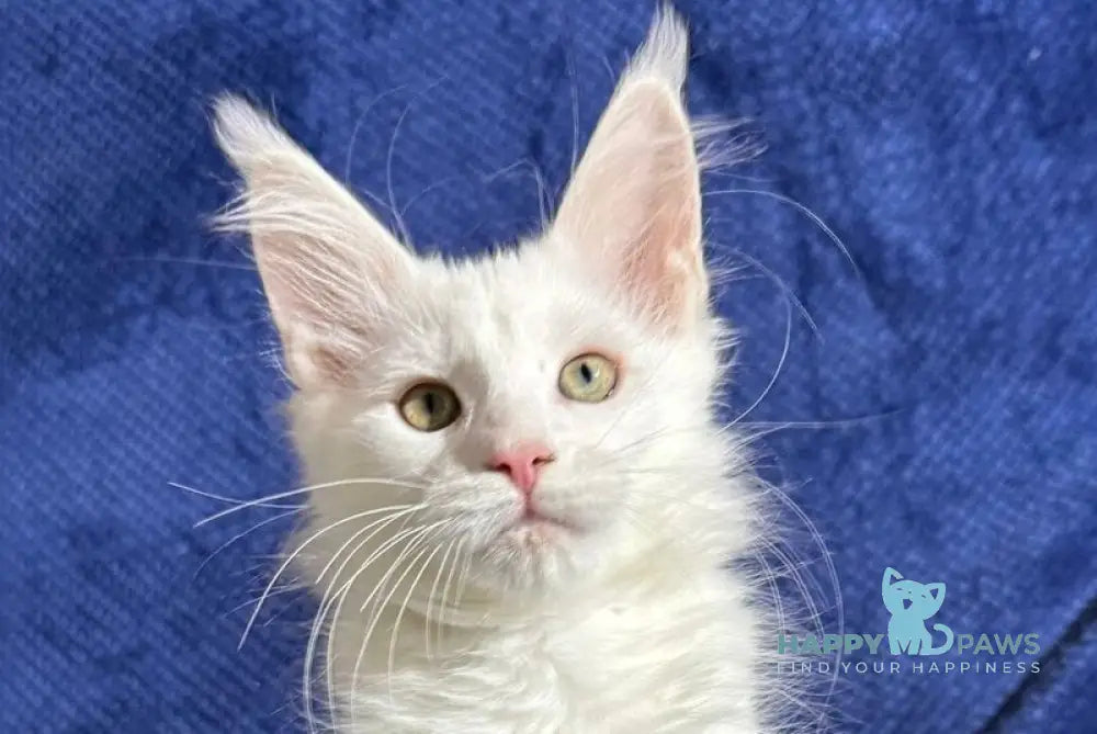 Klayd Maine Coon male white live animals