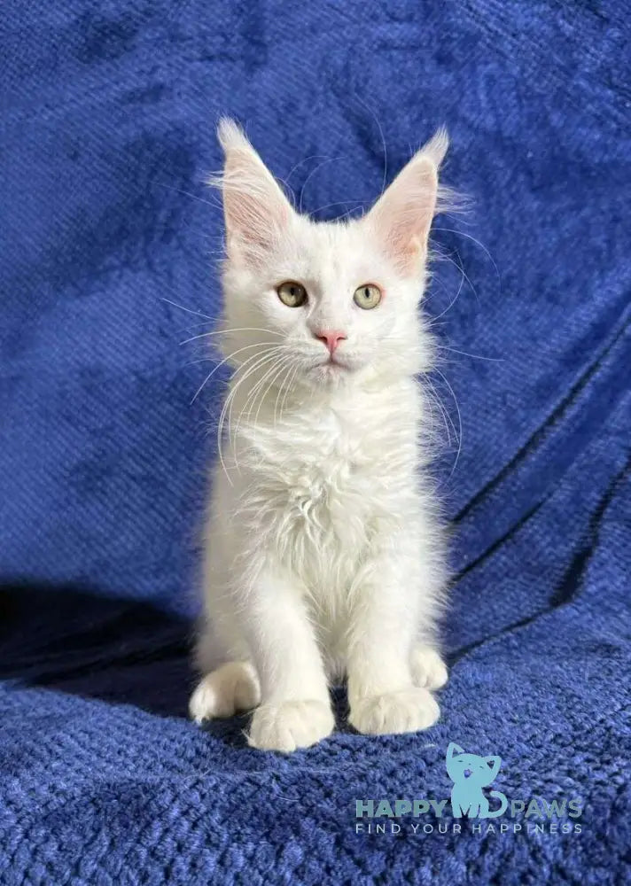 Klayd Maine Coon male white live animals