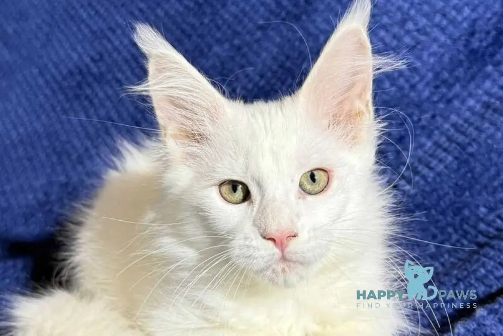 Klayd Maine Coon male white live animals