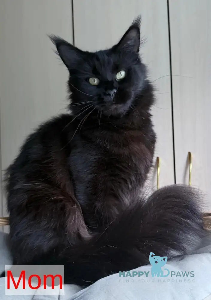 Klayd Maine Coon male white live animals