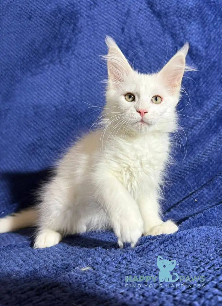 Klayd Maine Coon male white live animals