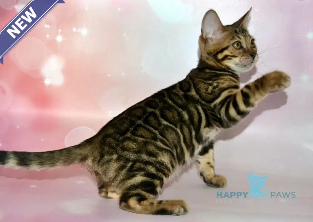 Klementina Bengal female black spotted tabby live animals