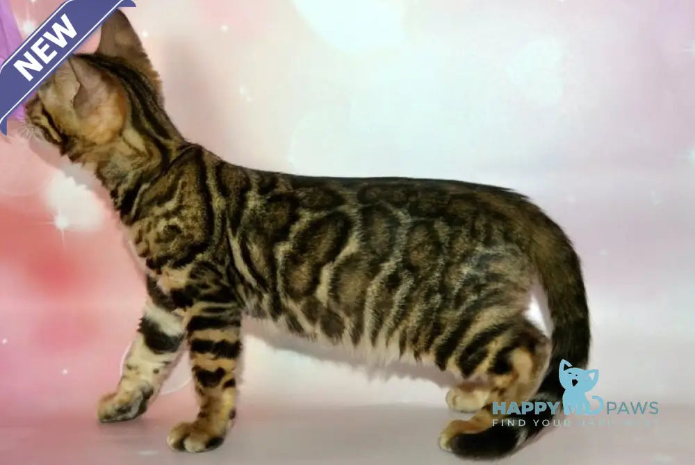 Klementina Bengal female black spotted tabby live animals