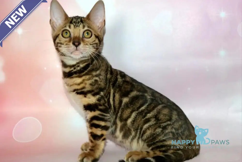 Klementina Bengal female black spotted tabby live animals