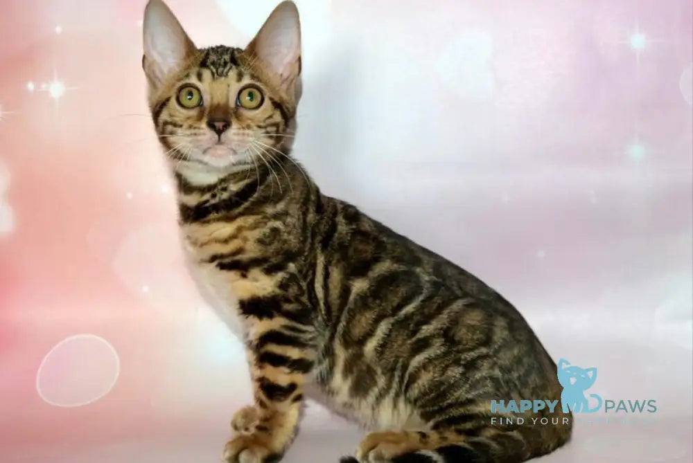 Klementina Bengal female black spotted tabby live animals