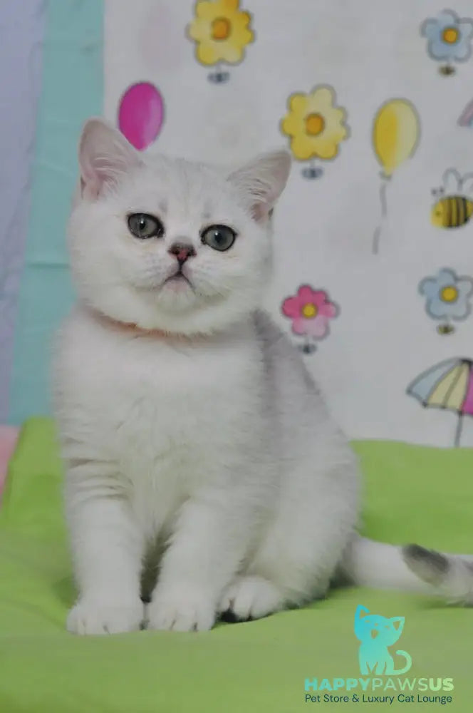 Kleo British Shorthair female black golden shaded - live animals