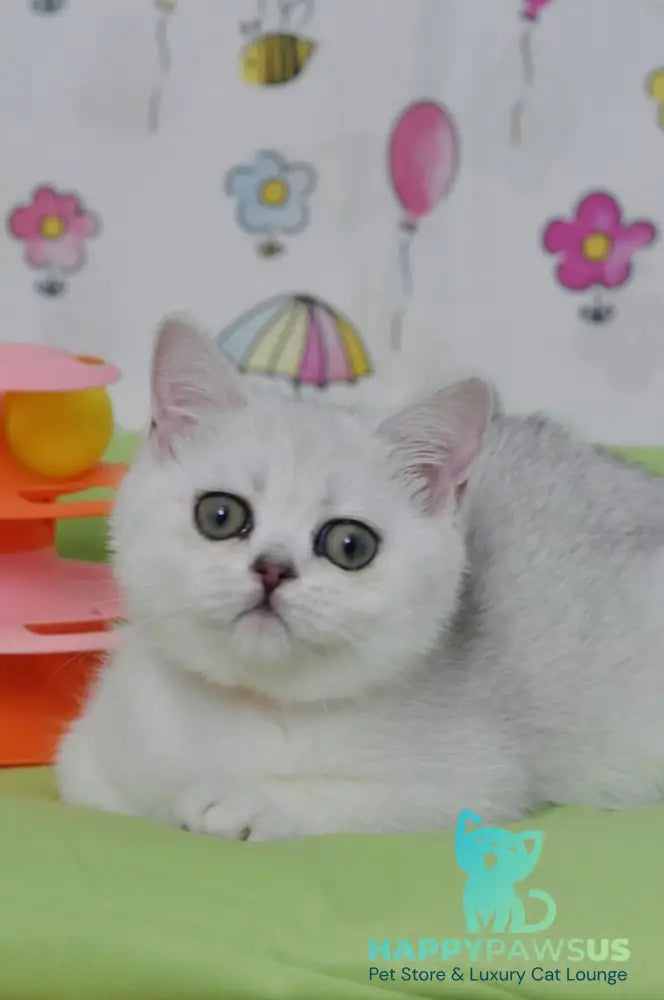 Kleo British Shorthair female black golden shaded - live animals