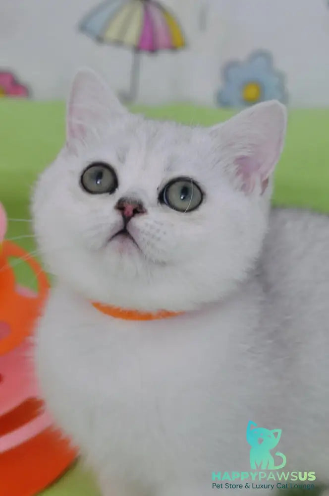 Kleo British Shorthair female black golden shaded - live animals