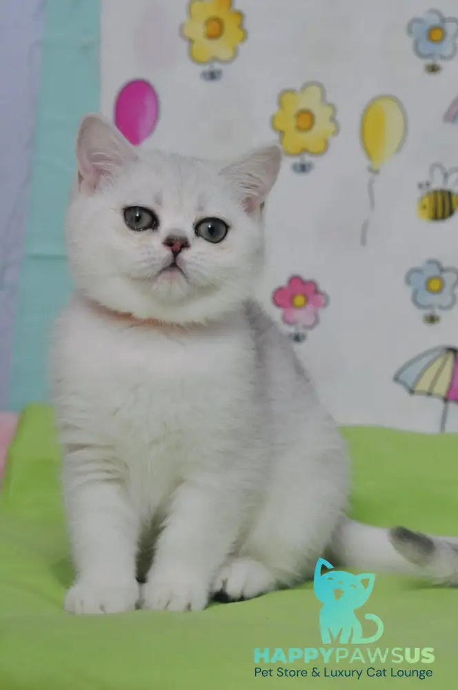 Kleo British Shorthair female black golden shaded - live animals