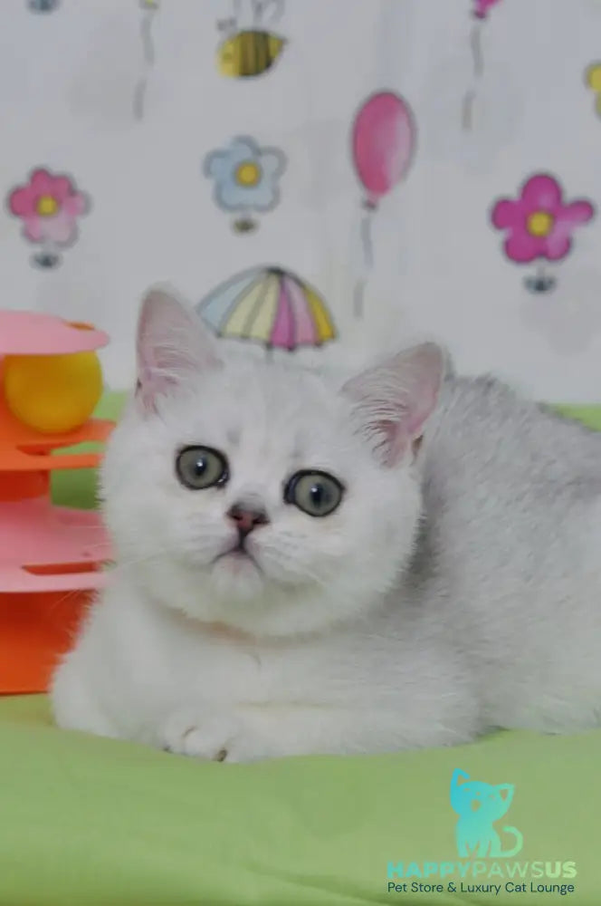 Kleo British Shorthair female black golden shaded - live animals