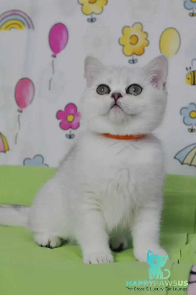 Kleo British Shorthair female black golden shaded - live animals