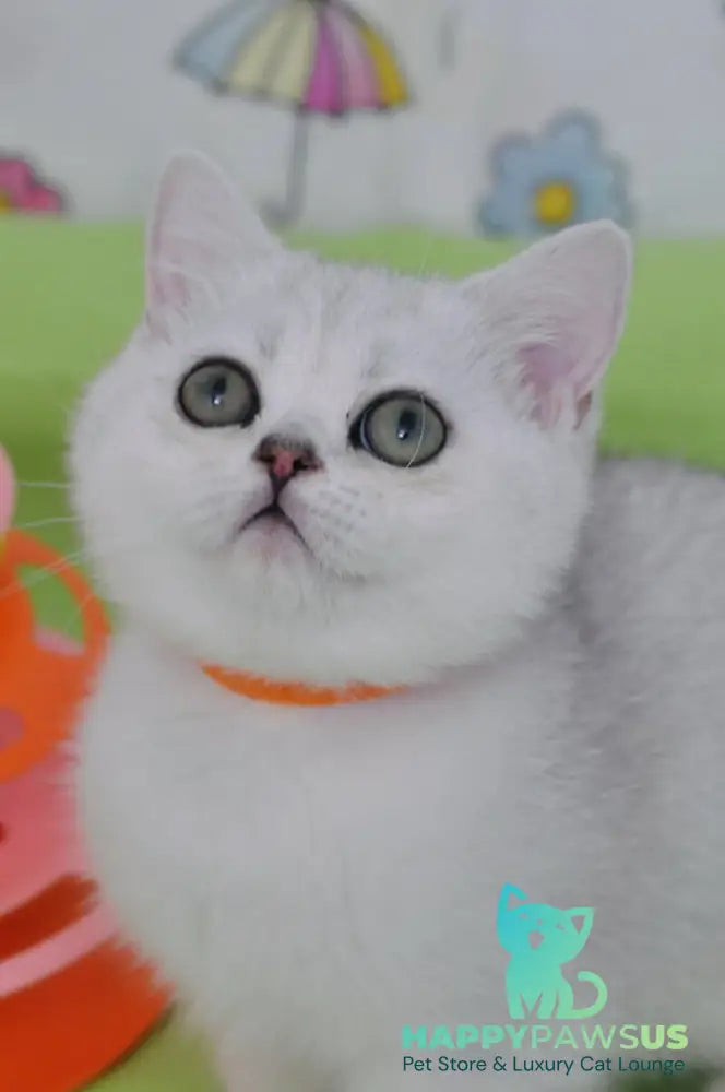 Kleo British Shorthair female black golden shaded - live animals