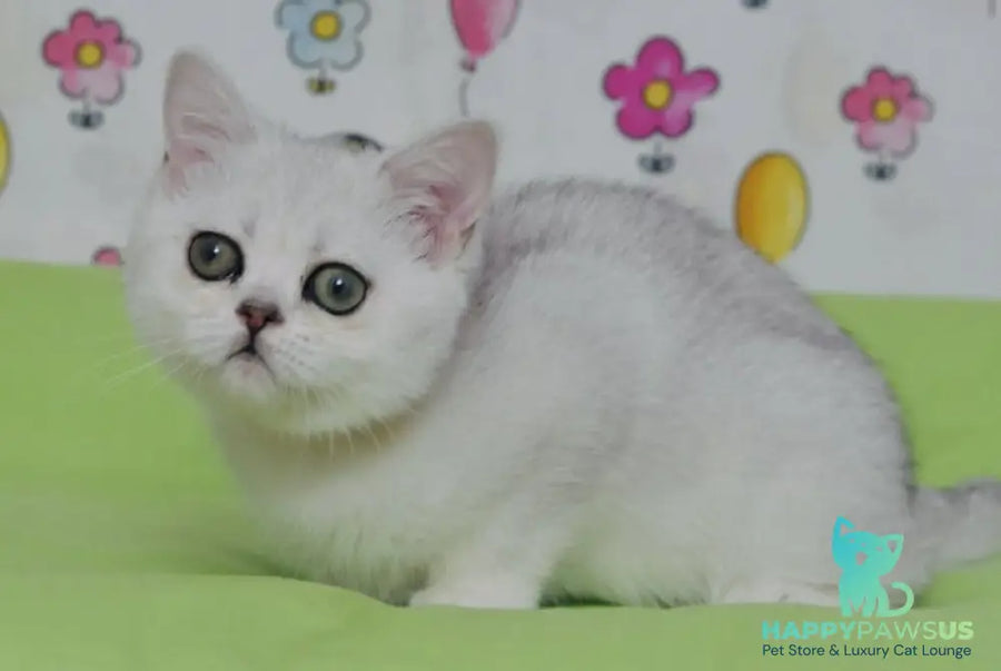 Kleo British Shorthair female black golden shaded - live animals