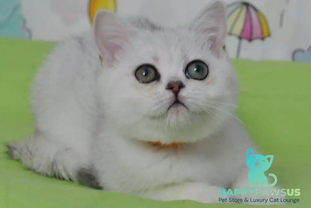 Kleo British Shorthair female black golden shaded - live animals