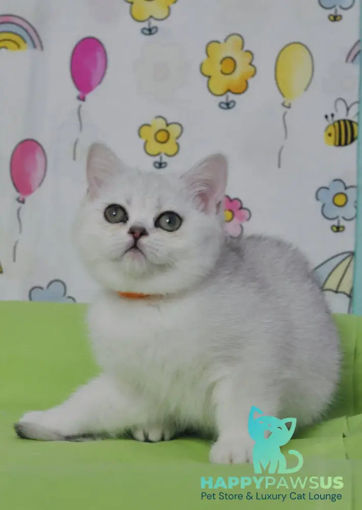 Kleo British Shorthair female black golden shaded - live animals