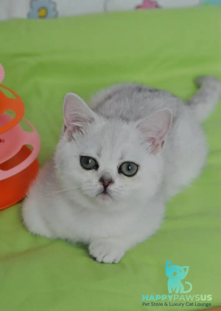Kleo British Shorthair female black golden shaded - live animals