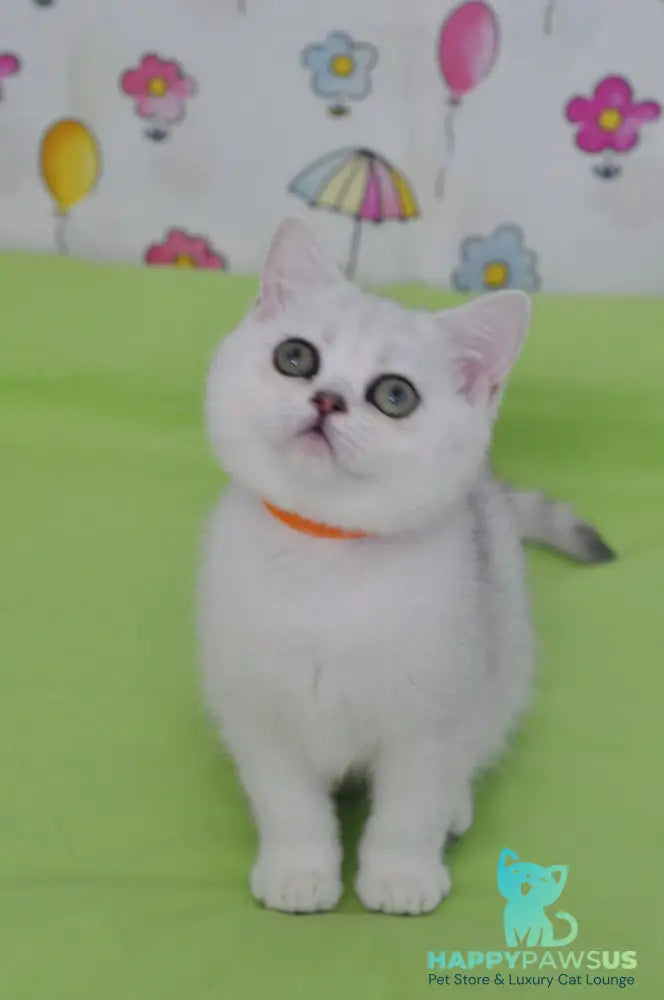 Kleo British Shorthair female black golden shaded - live animals