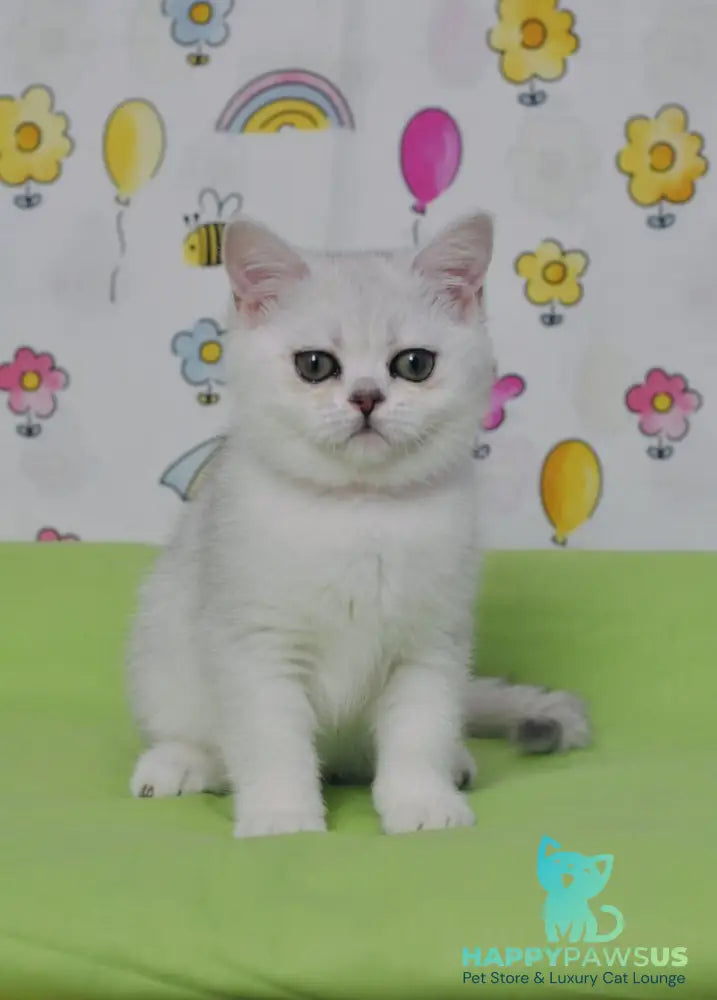 Kleo British Shorthair female black golden shaded - live animals