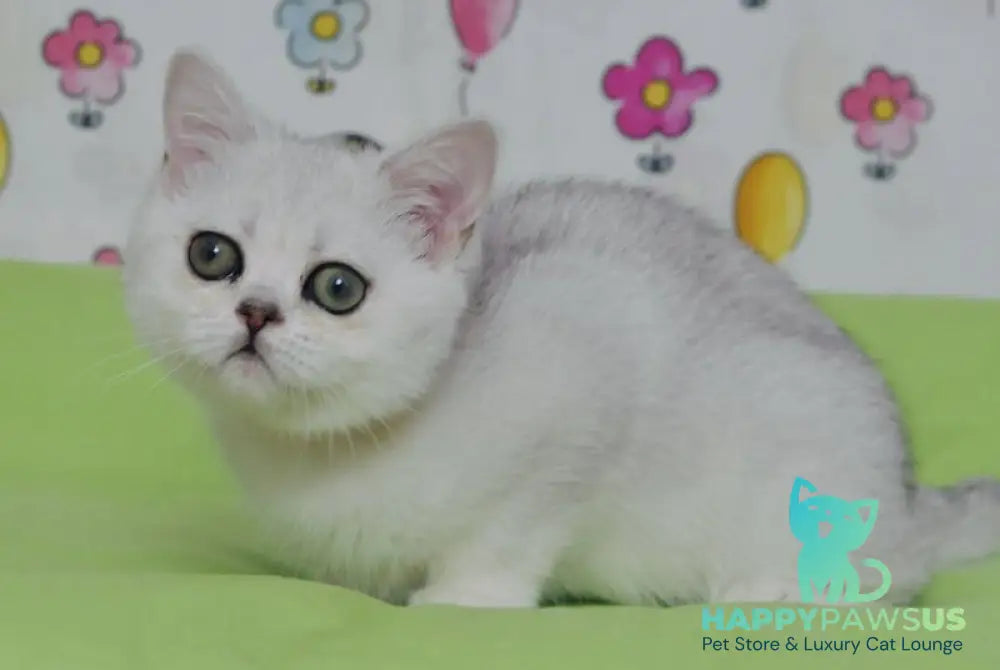 Kleo British Shorthair female black golden shaded - live animals