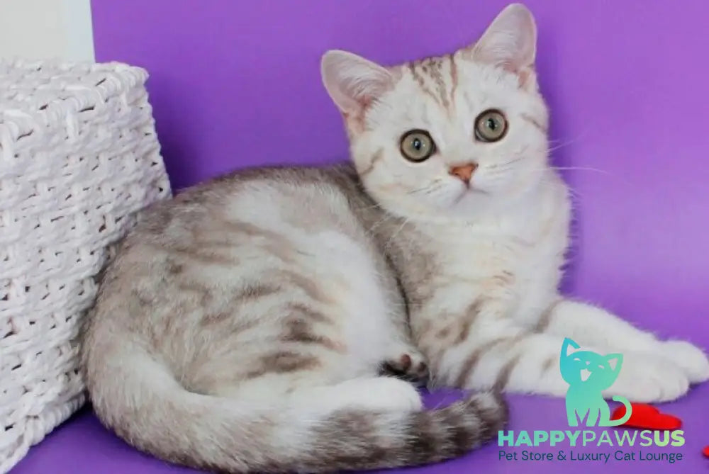 Kleo British Shorthair female chocolate silver tabby - live animals