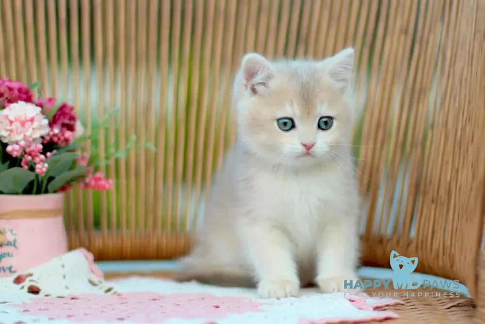 Kleo British Shorthair male lilac golden shaded live animals