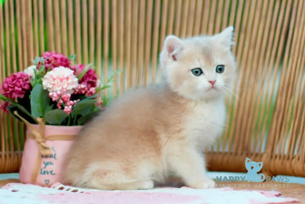 Kleo British Shorthair male lilac golden shaded live animals
