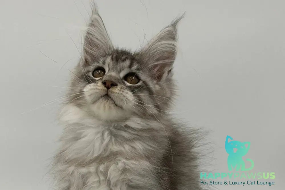 Kleo Maine Coon male black silver tabby - live animals