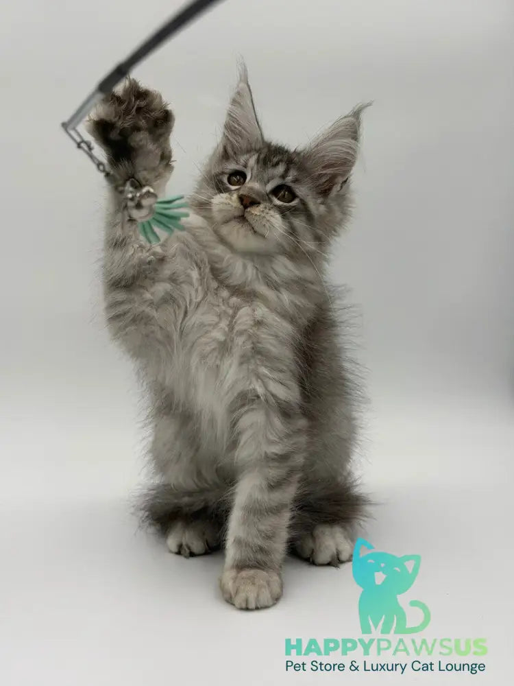 Kleo Maine Coon male black silver tabby - live animals