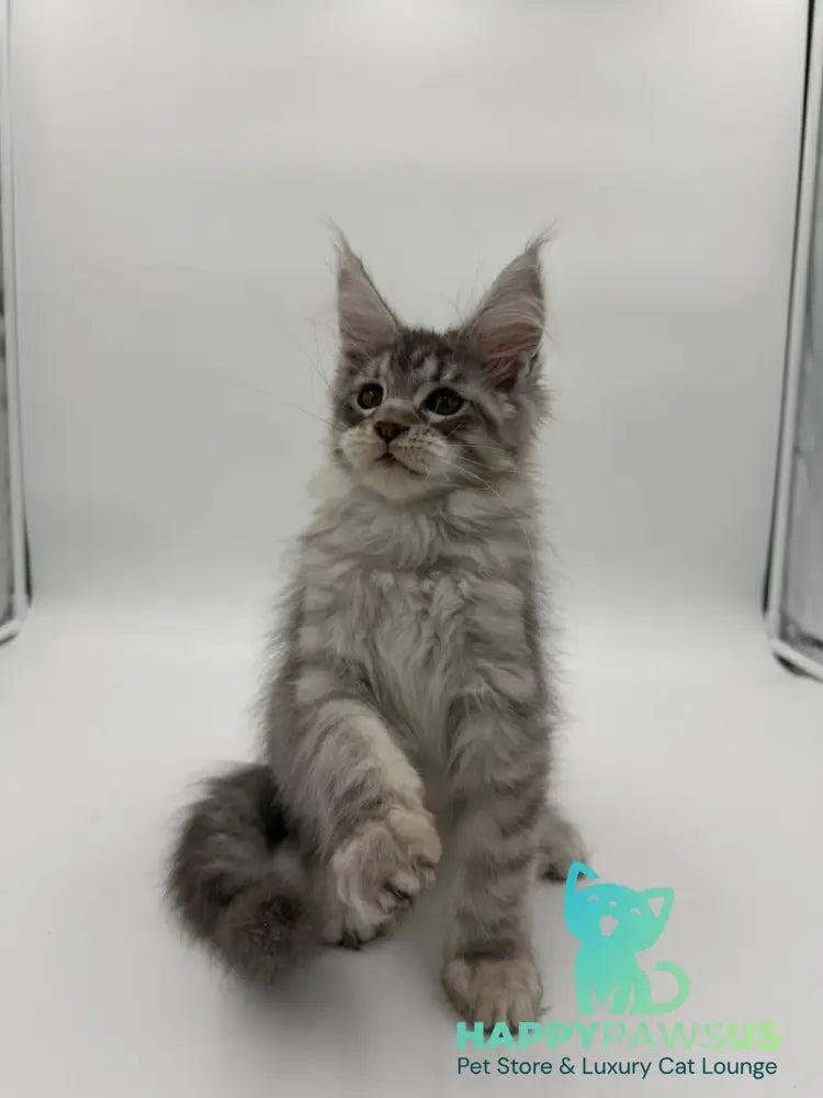 Kleo Maine Coon male black silver tabby - live animals