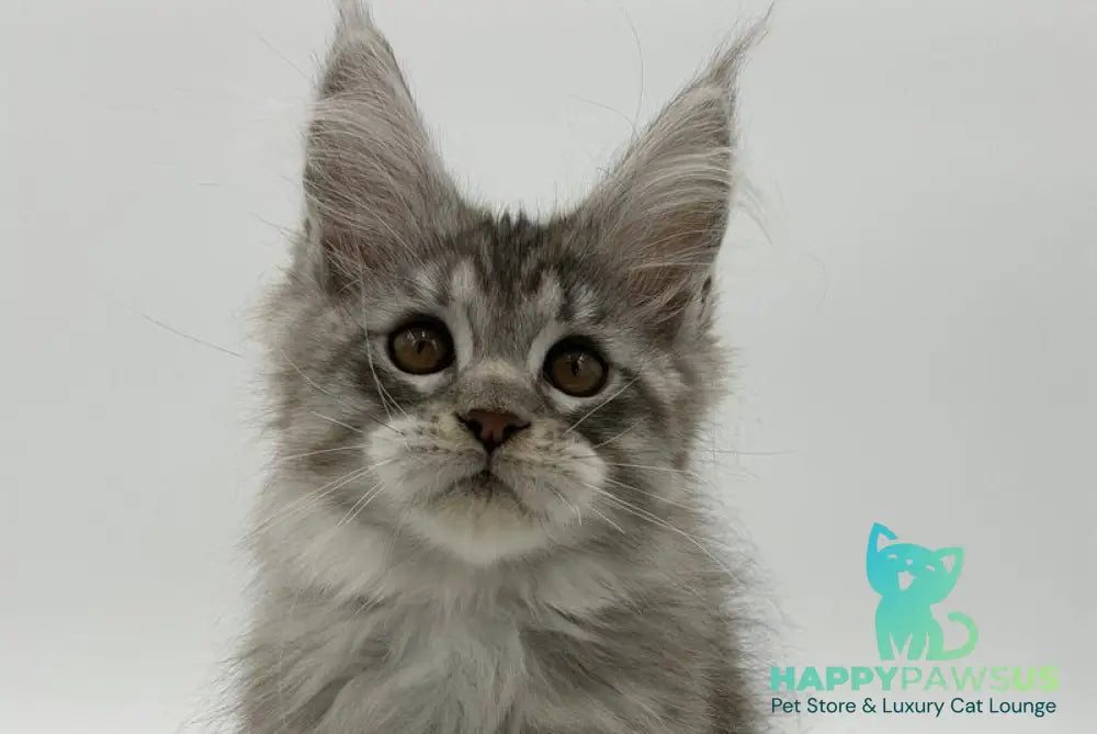 Kleo Maine Coon male black silver tabby - live animals