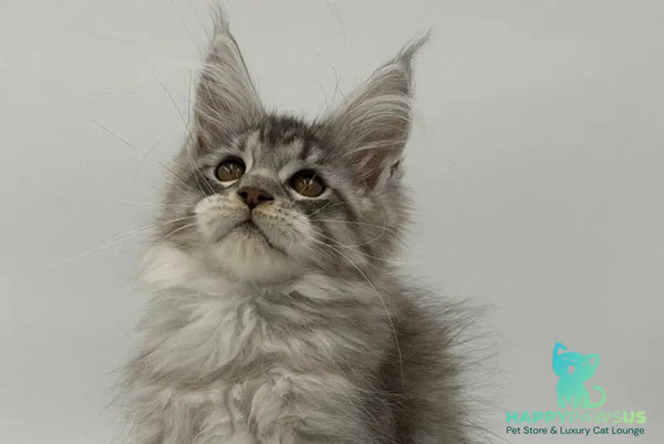 Kleo Maine Coon male black silver tabby - live animals