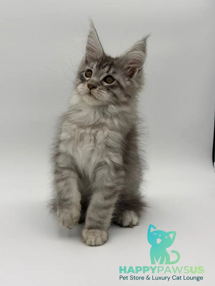 Kleo Maine Coon male black silver tabby - live animals