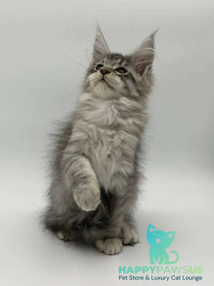 Kleo Maine Coon male black silver tabby - live animals