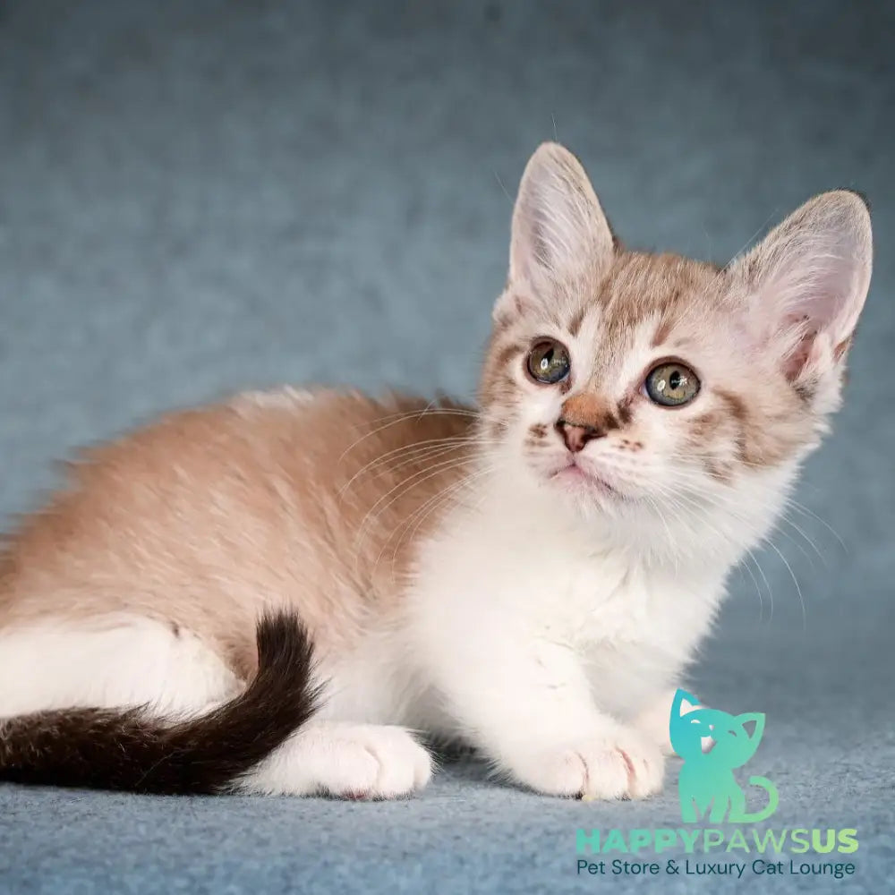 Kleo Munchkin female black pointed spotted tabby bicolour - live animals