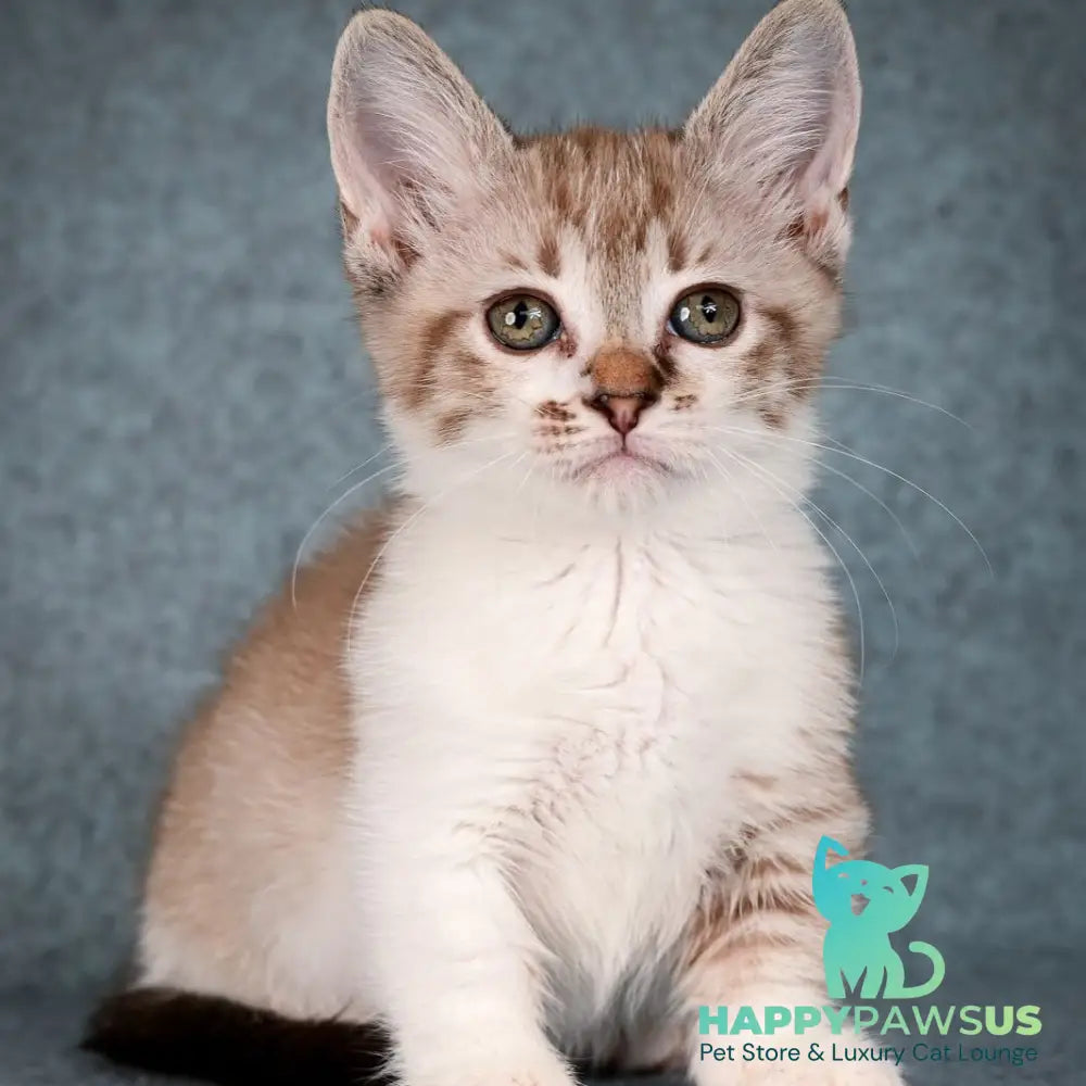 Kleo Munchkin female black pointed spotted tabby bicolour - live animals