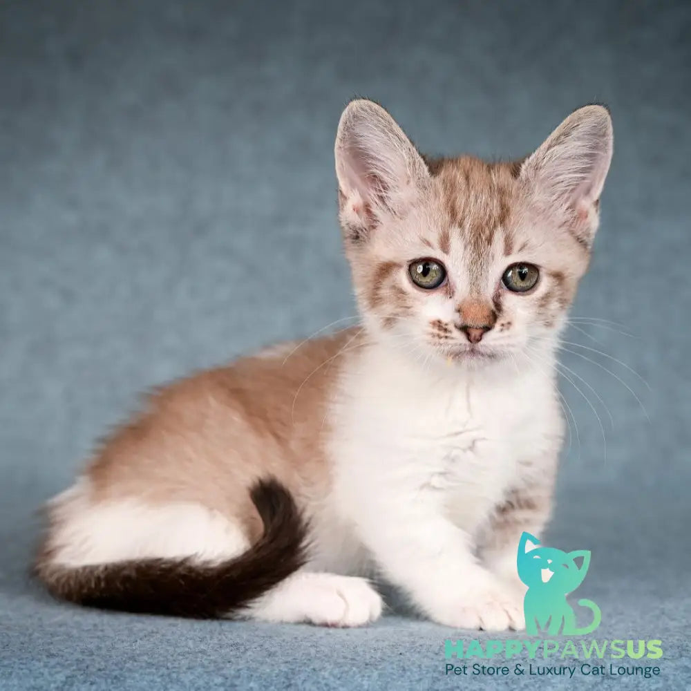 Kleo Munchkin female black pointed spotted tabby bicolour - live animals