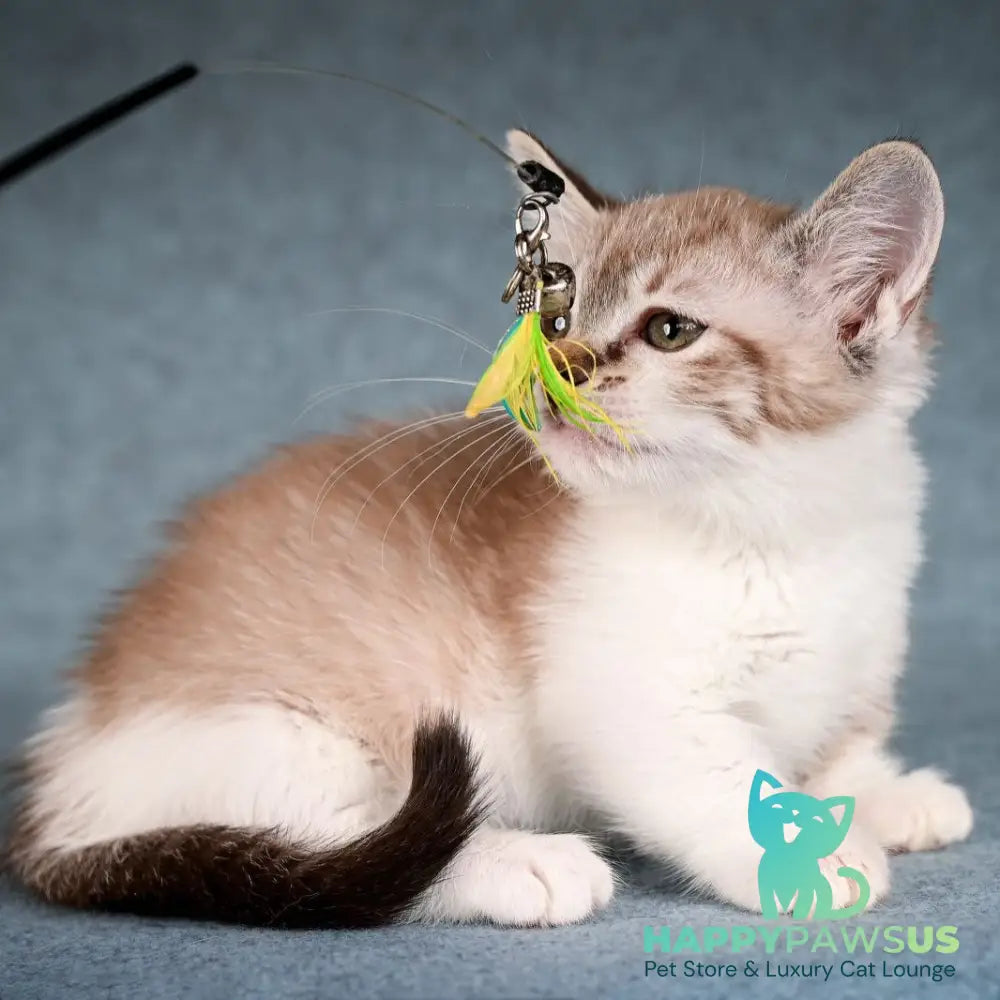 Kleo Munchkin female black pointed spotted tabby bicolour - live animals